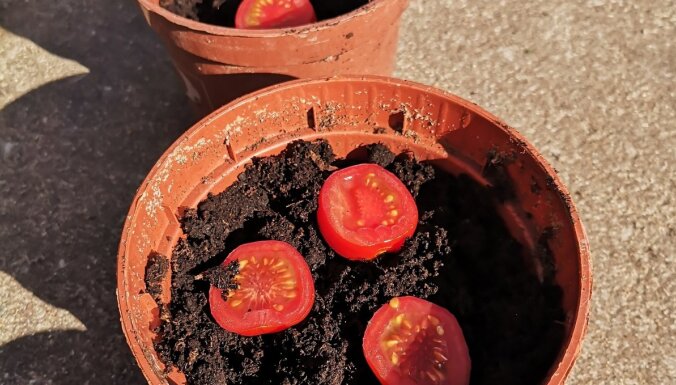 Pieredzes stāsts: kā no pārgrieztiem veikala tomātiem izaudzēt ražu