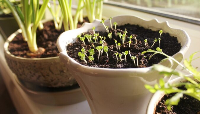Ko audzēt zaļumu dārziņā uz virtuves palodzes?