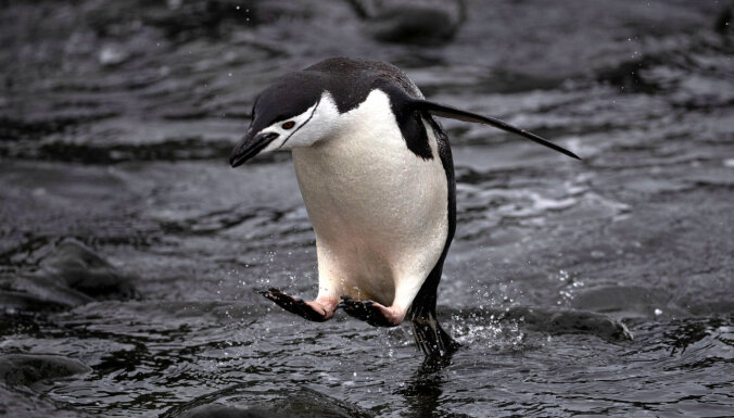 Interesanti fakti par vissolīdāk tērptajiem putniem – pingvīniem