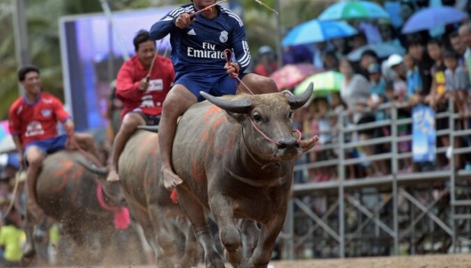 Foto: Tradicionālās bifeļu skriešanās sacīkstes Taizemē