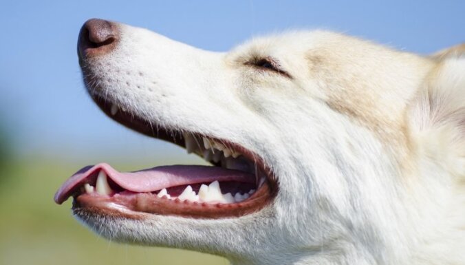 Kāpēc sunim smird mute?