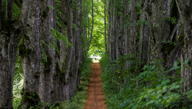 Pārgājienā pa Latvijas dienvidiem: 'Mežtakas' posmi, kuros atklāt labākos sēņu mežus un lielāko alu labirintu