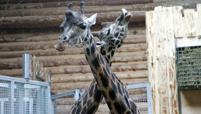 В польском зоопарке после нападения вандалов умерли жирафы