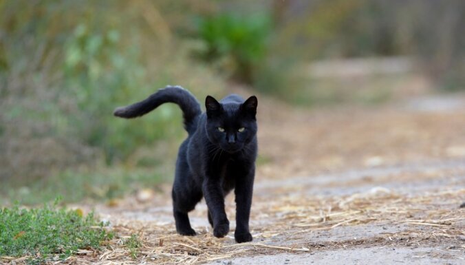 Melns kaķis kā veiksmes simbols