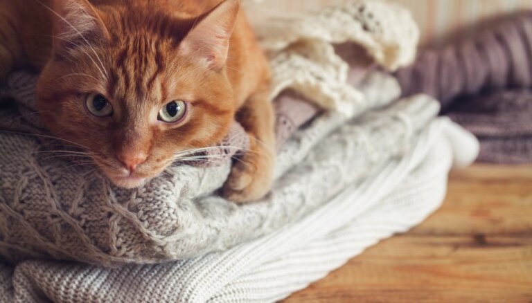 Kāpēc kaķiem patīk gulēt uz drēbēm