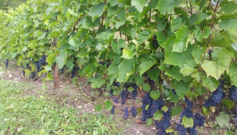 Kā vasarā parūpēties par vīnkokiem, lai tie bagātīgi ražotu