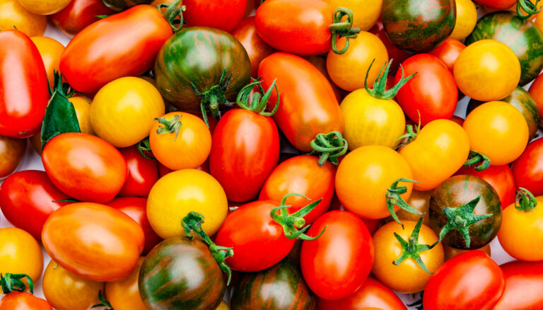 No 17. līdz 21. augustam Dabas muzejā notiks tomātu izstāde