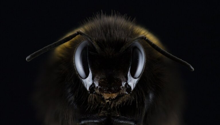 Biškopji neparaksta memorandu ar pesticīdu lietotājiem