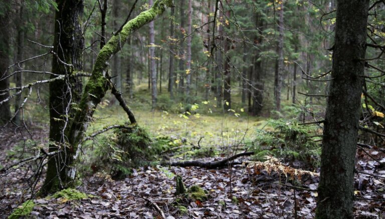 Igaunijā meža zemes cenas ir gandrīz divas reizes augstākas nekā Latvijā