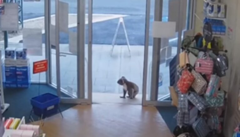 Amizants video no Austrālijas: Koalu lācēns 'iepērkas' veikalā