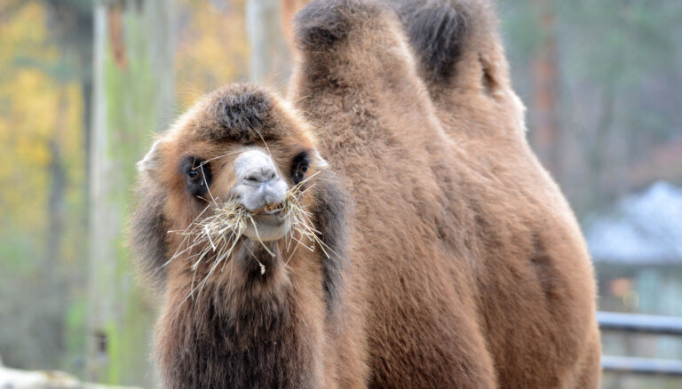 На выходных в Рижском зоопарке состоится Парад зимних шуб