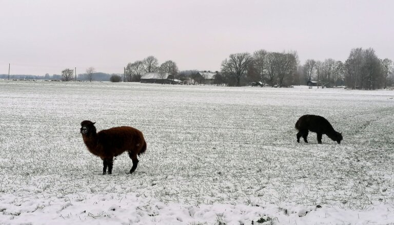 Foto: Nākotnes pagasta tīrumā ganās izsprukušas alpakas