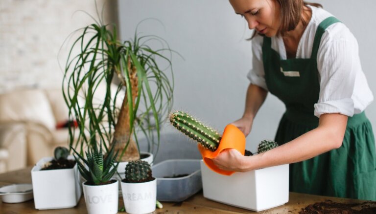 Ātri un bez sadurstītām rokām: padomi, kā pārstādīt kaktusu