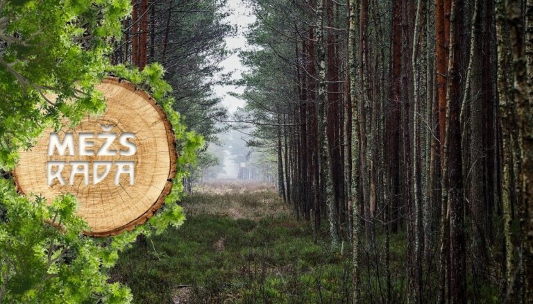 Meža apsaimniekotāji Latvijā: Īpašnieki kļūst gudrāki un domā ilgtermiņā