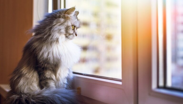 Veterinārārste: visbiežāk kaķi gūst traumas, krītot no otrā vai trešā stāva