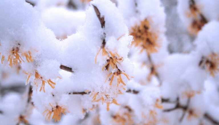 Spītējot sniegam, LU Botāniskajā dārzā zied zeltainā burvju lazda