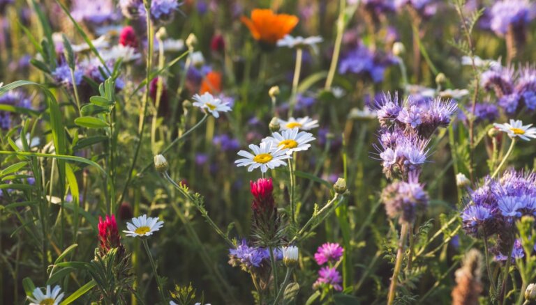 Lauku puķes, rapsis un lavandas – pieci ziedoši galamērķi Latvijā visas vasaras garumā