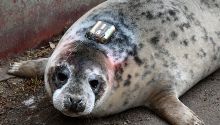 Baltijas jūrā izlaidīs Rīgas zoo dzimušo roni; gaitām dabā turpinās sekot