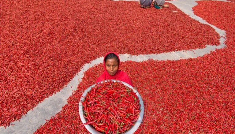 ФОТО. Необычный вид: как в Бангладеш выращивают перец чили