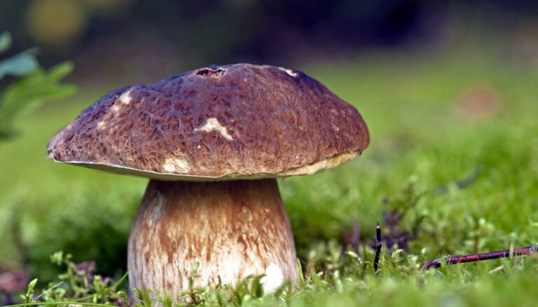 В лесах появились боровики: ежегодная выставка грибов в Музее природы может состояться