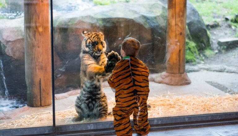 Обед в зоопарке. Зоопарк за стеклом. Животные за стеклом в зоопарке. Тигр за стеклом. Тигр для детей.