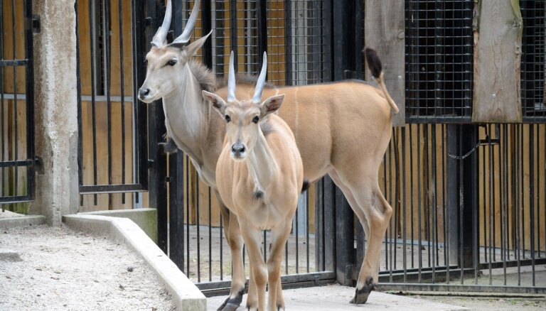 Rīgas Zoo ieradušies pirmie 'Āfrikas savannas' iemītnieki