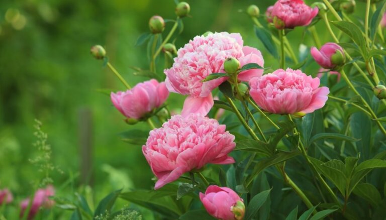 Пионы, вокруг одни пионы: 9 советов от эксперта о том, как вырастить идеальный цветок