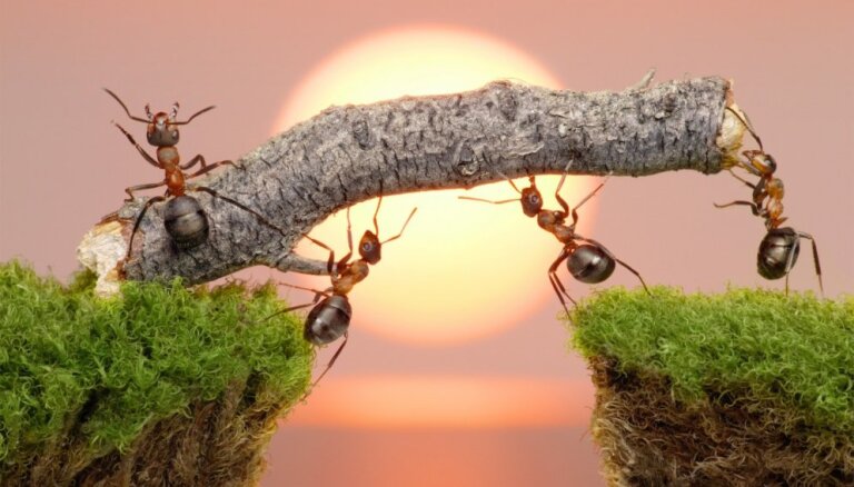Совет читательницы: Вот как я избавилась от надоедливых муравьев в теплице
