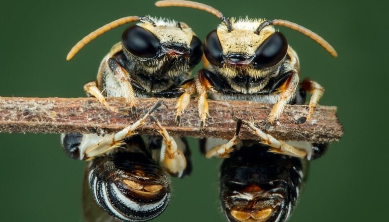 Bites dzēliens – ar to labāk nejokot! Speciālista padomi un skaidrojums, kāpēc tas ir bīstams