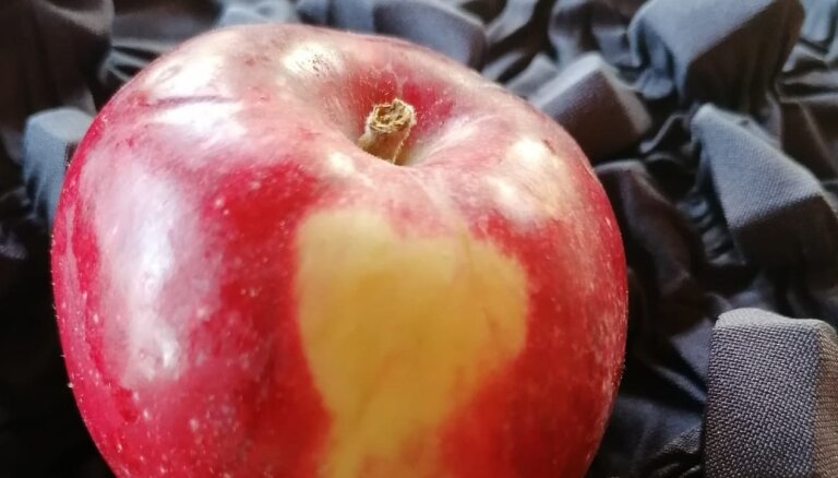 Dabas māksla uz āboliem un tās rašanās iemesli