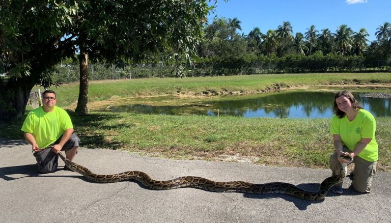 Foto: Floridā notverts iespaidīga izmēra pitons