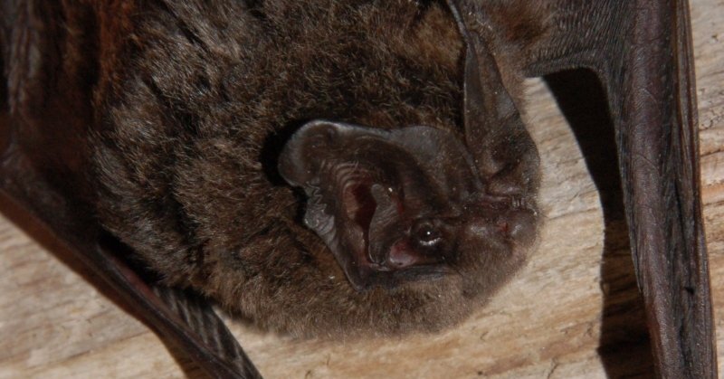 “Latvijas valsts meži” defines a protected natural area for the protection of a rare species of bat