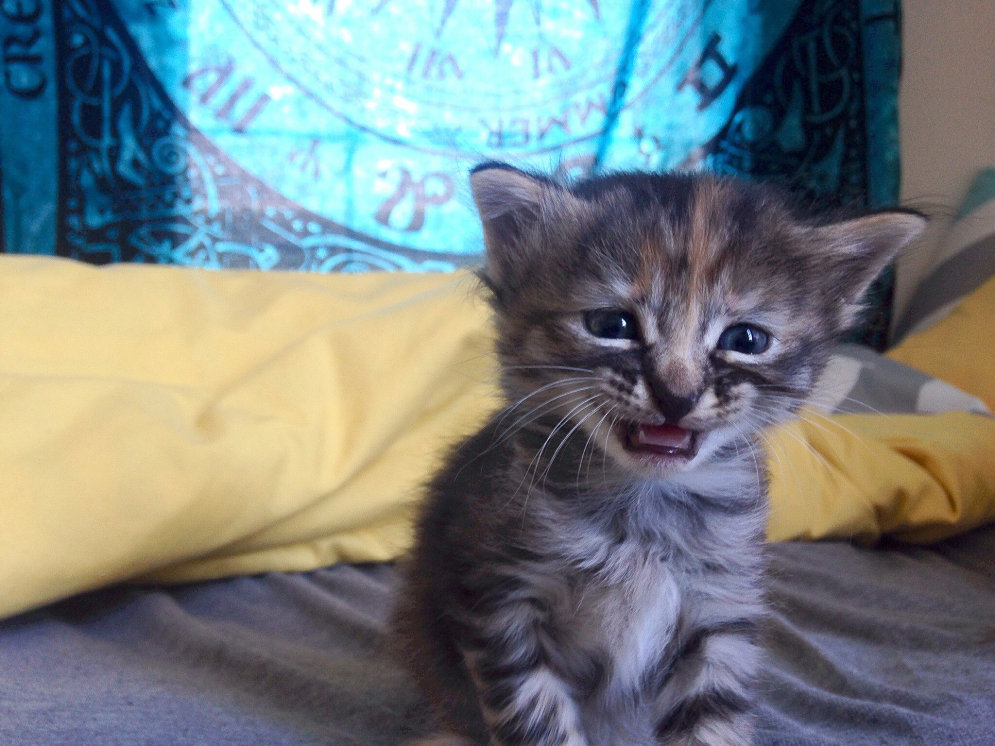 Psc - возможно, самый грустный в мире котенок :(