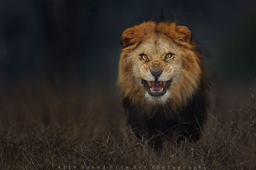Уникальное фото: снимок, сделанный за секунду до прыжка льва на фотографа
