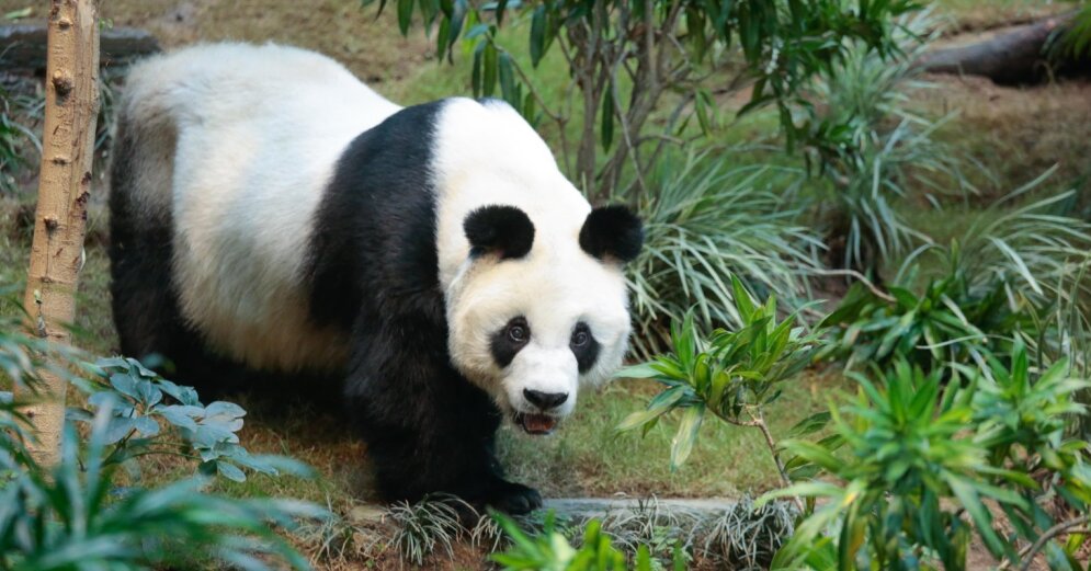 The world’s oldest male panda has died in the Hong Kong Zoo