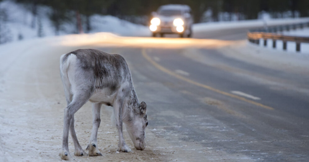 A collision with a forest animal causes the most damage of all car accidents