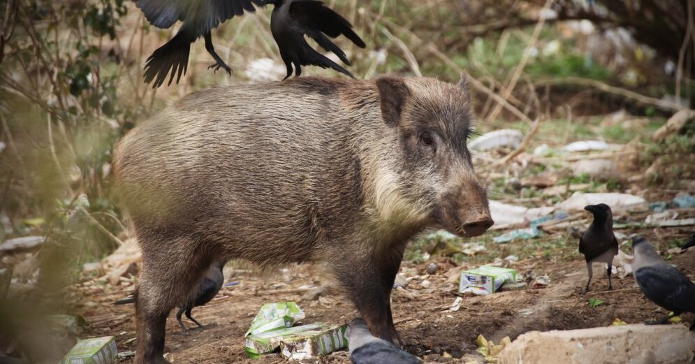 ASF was detected in seven wild boars this week