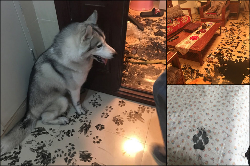 Семья оставила лайку на три часа — собака сделала редизайн квартиры