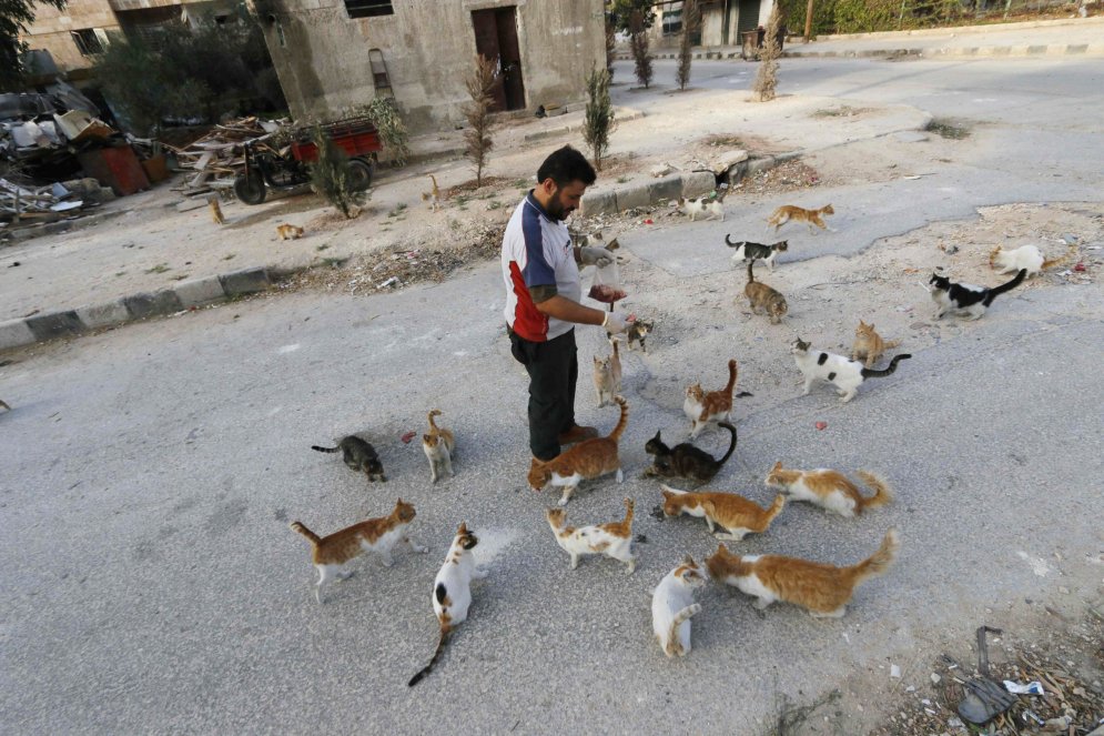 Всегда есть время для добра: мужчина кормит котиков в раздираемом войной городе