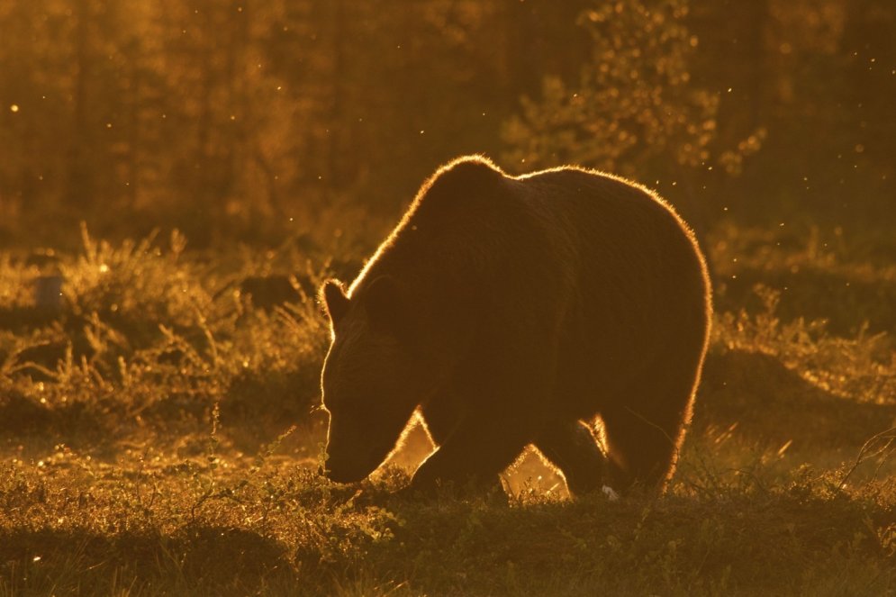 Foto izlase: Cik skaisti dažādi dzīvnieki izskatās saulrieta laikā