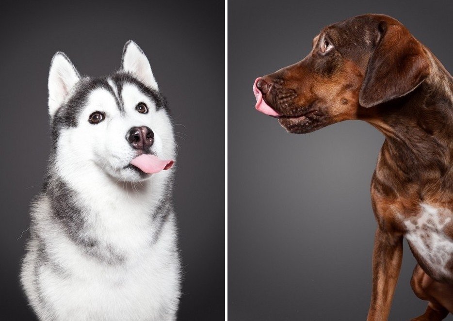 Foto projekts 'Laizījiens': smuki suņi ar izkarinātām mēlēm