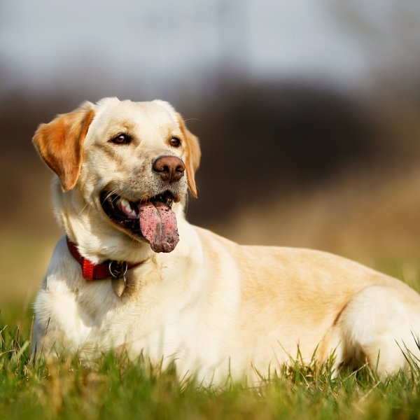Labradors