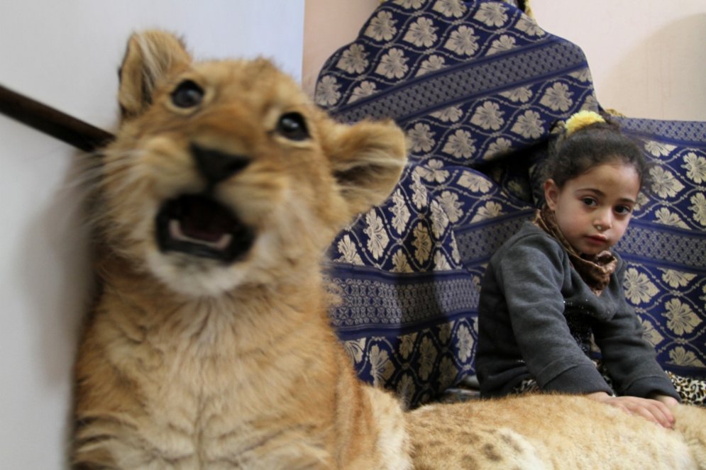 Gazas sektorā ģimenē kopā dzīvo mazi bērni un lauvas