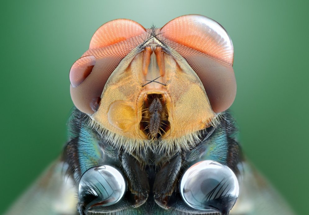 Biedējošais skaistums: mušu, bišu, lapseņu un skudru sejas tuvplānā