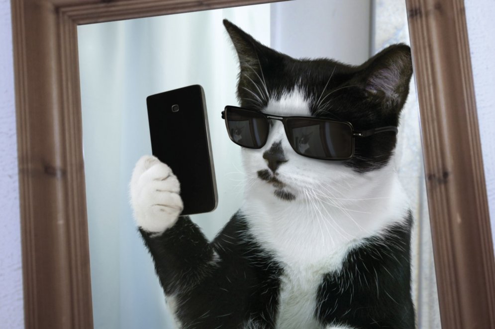 Laists klajā pasaulē pirmais kalendārs ar kaķu selfijiem