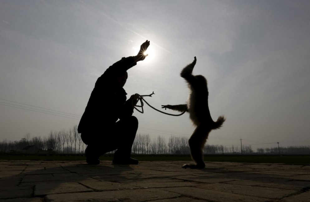 Pērtiķu dresūras aizkulises Ķīnas provincē