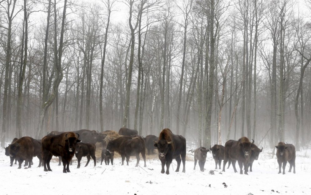 Zvēriņi ar 4 kājām un 2 spārniem Černobiļas katastrofas skartajās teritorijās