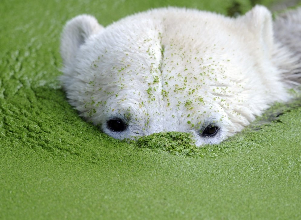 Beidzot atklāts slavenā Berlīnes polārlāča Knuta nāves iemesls