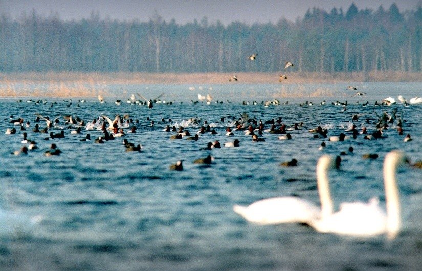 Populārākās putnu vērošanas vietas Latvijā